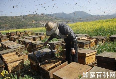 选蜂蜜不必纠结选于种类 路边土蜂蜜未必安全